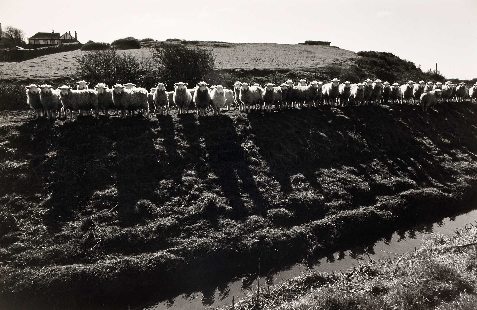 Sheep lined up on a field